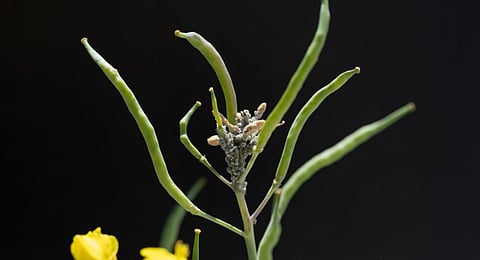 Cabbage aphids are common pests in oilseed rape plants | University of Turku