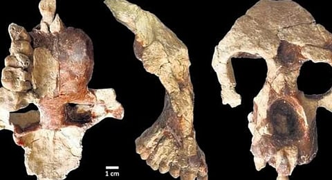 Simply scientifico: A fossil find that may change were man originated