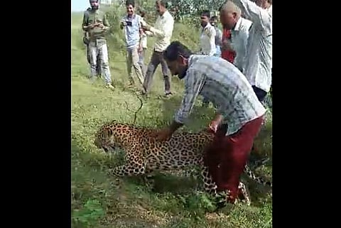 The ailing wild leopard was rescued. (Videograb)