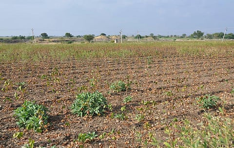 Cotton crop dried up with unavailability of rains. (Photo | Express)