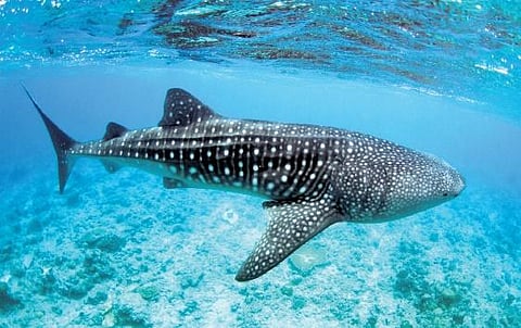 The Wildlife Trust of India (WTI) as part of the Whale Shark Conservation Project in Kerala will honour the fishermen involved in the conservation of whale sharks.