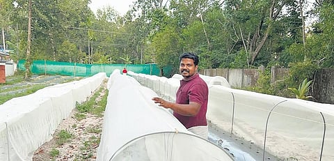 The field arranged for tunnel farming by S P Sujith at Cheruvaranam in Cherthala