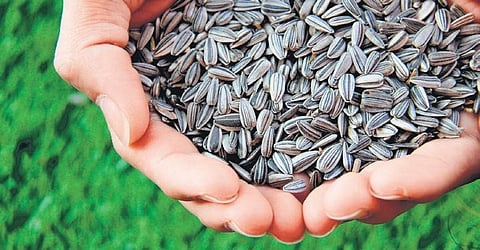 Gains from the golden grain