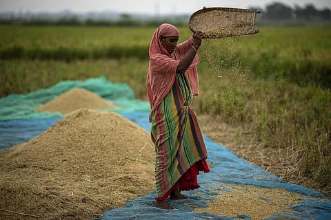 FILE - A farmer drops rice crop while working in a paddy field on the outskirts of Guwahati, India, on June 6, 2023. (Photo | AP)