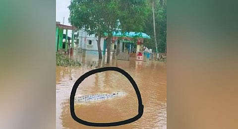 A crocodile fording through floodwaters near Sasan UP school in Alapua village under Pattamundai block | Express