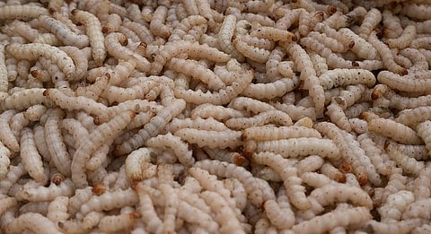 White grub worms impact sugarcane crop in Dharmapuri