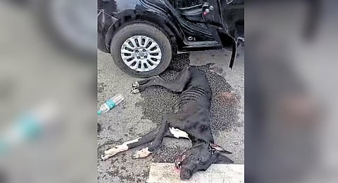The Great Dane was given plenty of water after being taken out of the car 