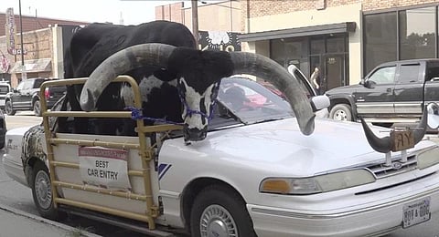This photo provided by News Channel Nebraska, a Watusi bull named Howdy Doody sits in the passenger seat of a car owned by Lee Meyer on Wednesday, Aug. 30, 2023 in Norfolk, Neb. (Photo | AP)