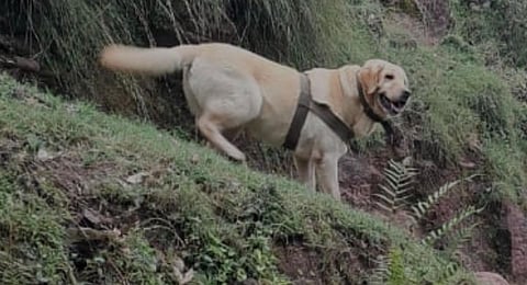 Kent, a canine from the 21 Army Dog Unit.(Photo | ANI Twitter)