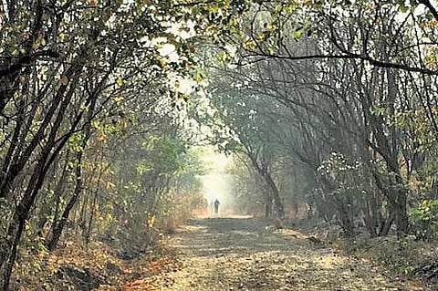FILE: Southern Ridge forest area.