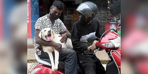 Two youngsters were seen taking their pet to a veterinary hospital in Kuttiyadi region on Tuesday, where a Nipah case has been confirmed. (Photo | E Gokul, EPS)
