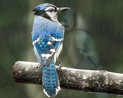 Representational image (Wikimedia commons)