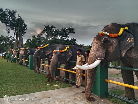 Captive elephants in Mudumalai Tiger Reserve, Anamalai Tiger Reserve celebrate Vinayakar Chaturthi.