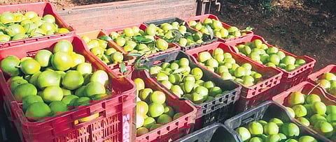 As part of the three-day official festival of the State, Keralites prepare a special dish (similar to Ugadi Pacchadi in Andhra Pradesh) which requires Punasa mangoes as a key ingredient.