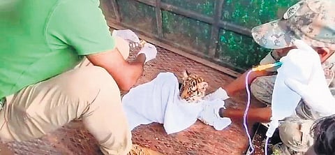 Veterinarians offer treatment to a tiger cub on Tuesday. The cub later died | Express