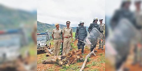 Training is given on M- stripes patrolling app which will be used for recording the movement of every tiger | Express