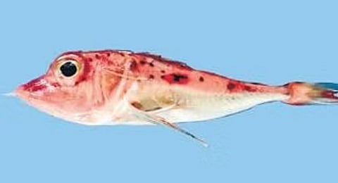 Pterygotrigla intermedica | Express