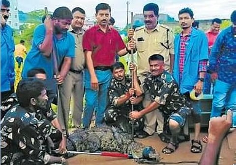Crocodile which entered residential area in Hanamkonda shifted to zoo