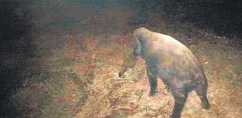 A wild elephant at the elephant underpass in Madukkarai forest.