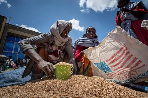 An Ethiopian woman scoops up portions of wheat to be allocated to each waiting family after it was distributed by the Relief Society of Tigray in the town of Agula. (File photo | AP)