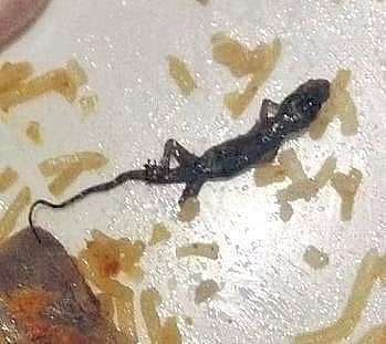 Customer alleges eatery served ‘dead lizard’