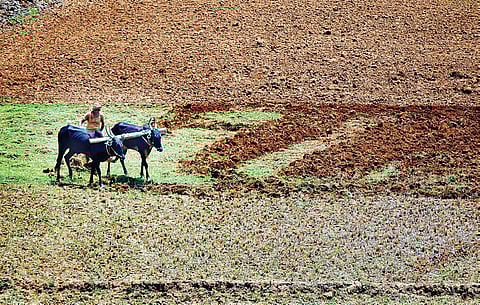 Thanjai farmers reluctant to insure samba, cite ‘meagre’ payouts in past