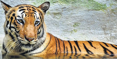 Hole in the tiger conservation blanket