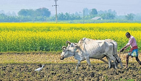 Final SC hearing on GM mustard crucial for farmers, honey bees and Nature