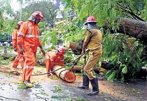 Fire and Rescue Services personnel cutting off a big tree that fell on the road following rain at Vellayambalam junction on Sunday | Vincent Pulickal