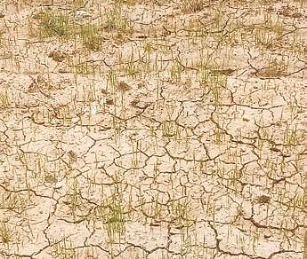 A farmland filled with cracks due to less rainfall in Nabarangpur district. (Photo | Express)