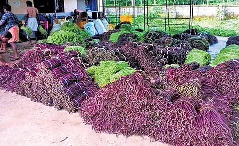Prices fall, farmers in distress post Onam