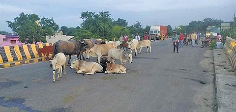 Stray cattle blocking a road in Sambalpur | Express