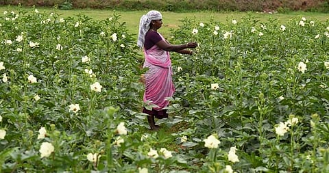 A farmer working in a field cultivating ladies' finger at Posampatti near Tiruchy on Tuesday | MK Ashok Kumar
