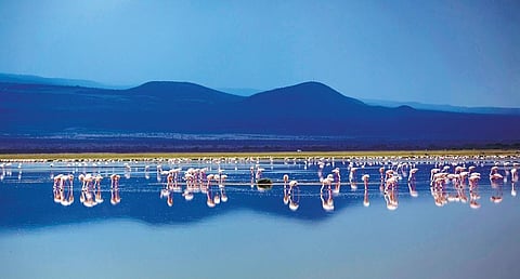 Flamingoes at the Amboseli National Park in Kenya