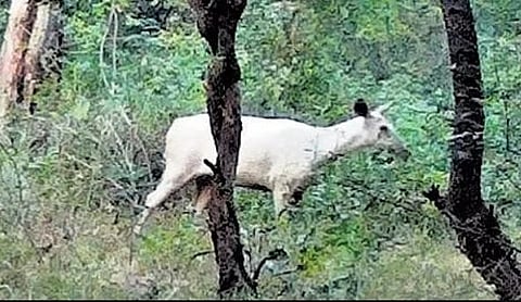  Cauvery Wildlife Sanctuary staffers sighted a rare leucistic (partially white) sambar deer.