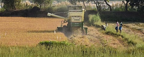 Harvesting has commenced in over 12,500 acres of kuruvai cultivation in the district | MK Ashok Kumar