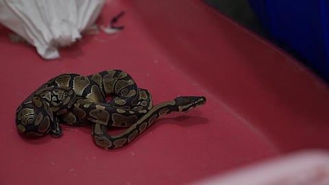 Customs officials at Kempegowda International Airport (KIA) on Wednesday night found 78 endangered animals smuggled in baggage from an AirAsia flight