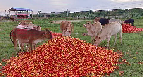 Tomato farmers threw their product on the road near Pyapili vegetable market on Thursday. (Photo | Express)