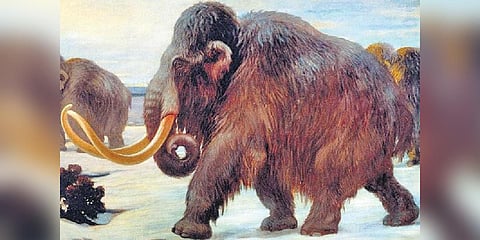 Mammoth