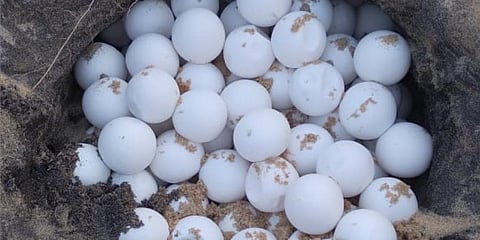 The turtle eggs. Image used for representational purpose  (Photo | EPS)