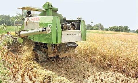 A farmer engaged in harvesting Samba paddy (File Photo | Express)