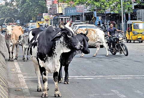 Stray cattle walking freely on a public road near CMBT in Chennai on Wednesday  | P Jawahar