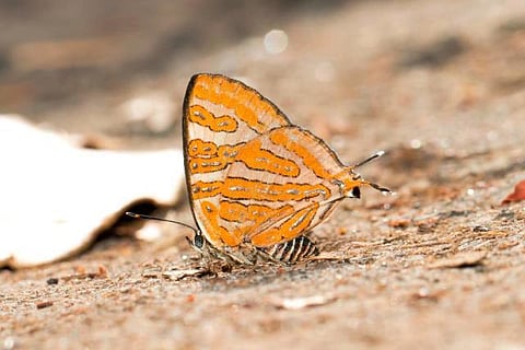 The butterfly species -- Conjoined Silverline (Cigaritis conjuncta. (Photo | Express)