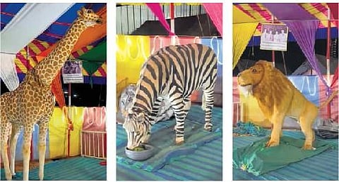 Robotic figures of giraffe, zebra and lion being used at Gemini Circus