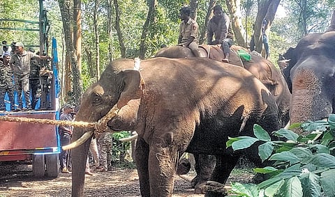 Rogue elephant being loaded on the truck in Belur taluk on Saturday | Express