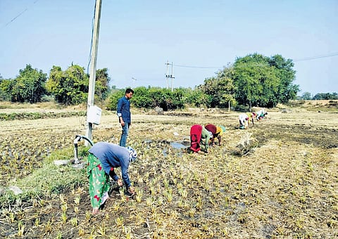 Farmers sow maize seeds using the zero tillage farming technique in Tadkal village