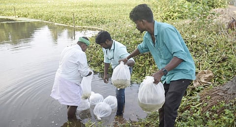 The KVK fisheries expert releasing the Grass Carp fingerlings into a pond in Azhiyur | Express