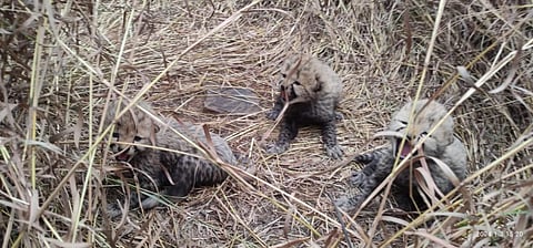 Namibian cheetah Aasha's three cubs at the Kuno National Park (KNP) located in Sheopur district of Madhya Pradesh. (Photo | Bhupender Yadav Twitter)