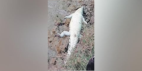 Crocodile carcass found in Bhitarkanika