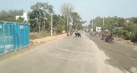 The bear crossing a road. (Videograb)